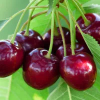 گیلاس تک دانه درشت سوپر لوکس