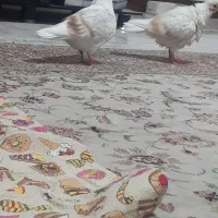 کبوتر