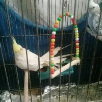 پرنده خانگی