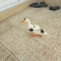 دو عدد اوردک و یک عدد بیلدرچین