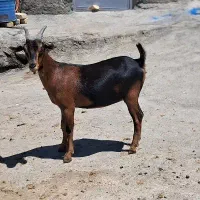 بزغاله ماده موسیان اصل