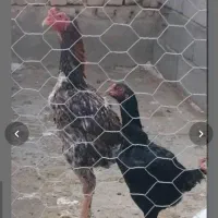 مرغ خروس اوشامو المان جوجه اوشامو المان خروس برهما