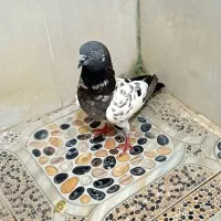 کبوتر پاکستانی