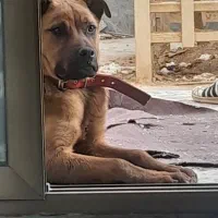 سگ پیتبول نر 8 ماه