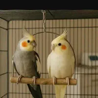 عروس هلندی گمشده
