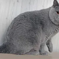 بچه گربه بریتیش اسکاتیش