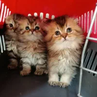 گربه اسکاتیش