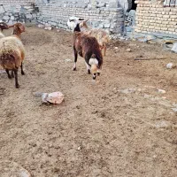 یک کاور پلنگی