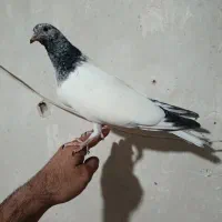 کبوتر کله سبز