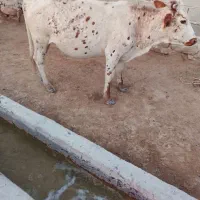 گاو خارجی آبستن شرطی خارجی