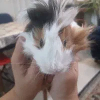 خوکچه هندی
