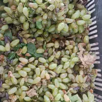 برای شیره انگور