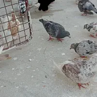 کبوتر