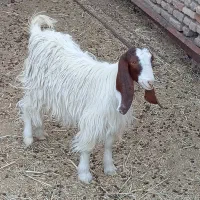 دوعد بز پاکستانی یک ساله