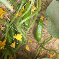 لوبیا سبز تازه