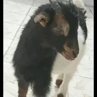 بز نر سه ونیم ماهه