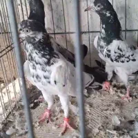 کبوتر پاکستانی