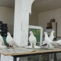 لوتی ایاخلی وتهرانی