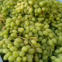 آبغوره.رب.عسل وشیره انگور وترشی