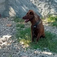 سگ پاکوتاه نر
