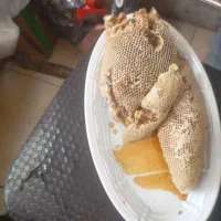 عسل وحشی با شاخه