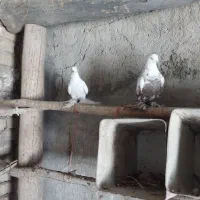 کبوتر پاپر