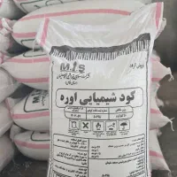کود سـفـیـد مسجد سـلـیمان