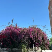 زمین-1040متر-قدرتی-25متر-بر-گذر14متر-تهاتر