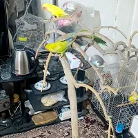 جوجه مرغ عشق و جوجه طوطی کوتوله