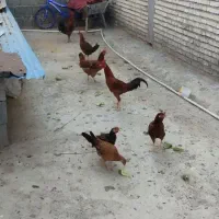 شوش
