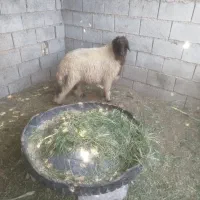بره نر مخصوص محرم 6 عدد تکی و جمله فروخت می‌شود