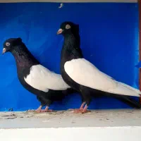 سه جفت سینه سیاه چینگ سفید