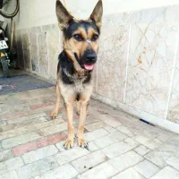 ژرمن شپرد
