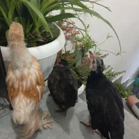 جوجه