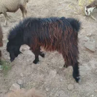 بز غاله