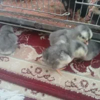 جوجه گلین