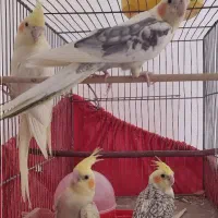 عروس هلندی