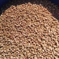 پخش کننده هسته زیتون