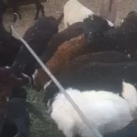 بره‌علفخورنر‌ ماده