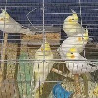 عروس هلندی