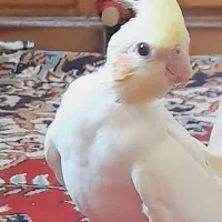 عروس