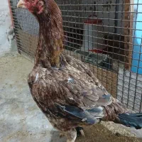 مرغ لاری افغان