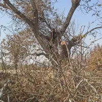 خرید و برش چوب در باغ