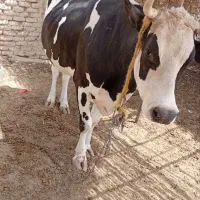 گاو|حیوانات مزرعه|زابل, |دیوار
