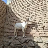 بزغاله ماده