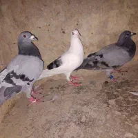 گرفتنی