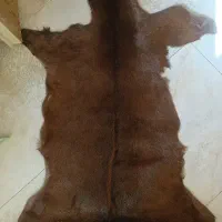 پادری پوست