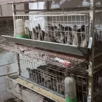 قفس بلدرچین مرغ کبک پرنده