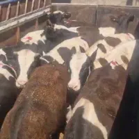 ۳۰ راس گوساله نر هلشتاین