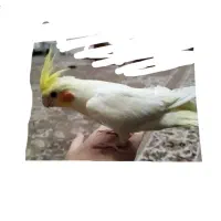 گم شده